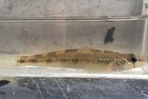 A photograph of a River Darter (Great Lakes - Upper St. Lawrence populations)