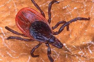 Can Deer Ticks Transmit COVID? - Lyme Disease Association