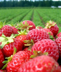 Photo Courtesy of Ontario Berry Growers Association